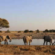 Elefantenherde in Namibia