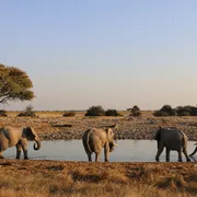 Elefantenherde in Namibia