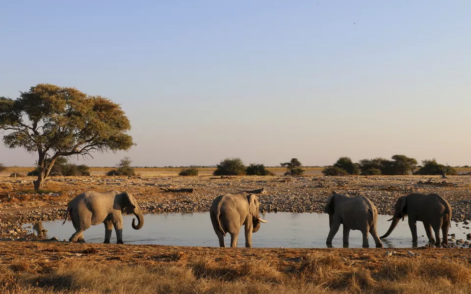 Elefantenherde in Namibia - © Getty Images/iStockphoto