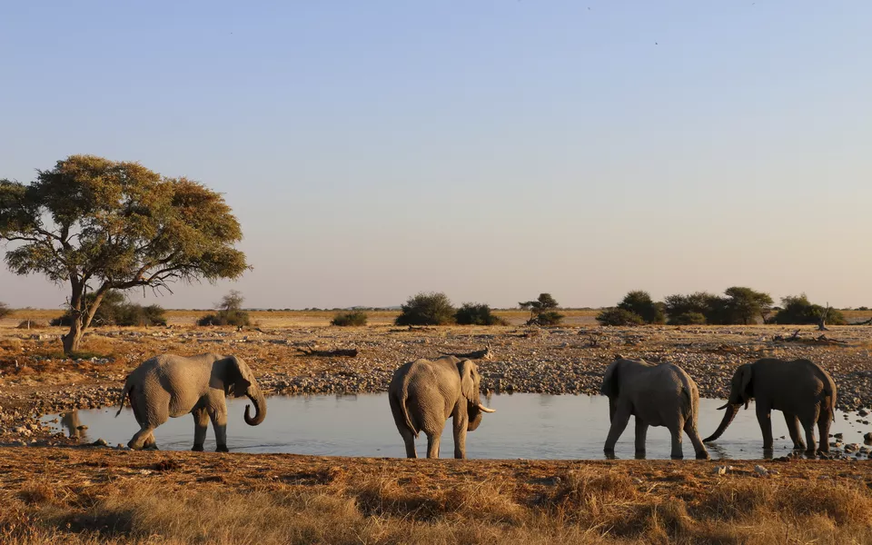 Elefantenherde in Namibia