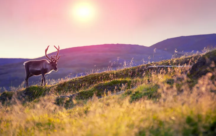 Rentiere grasen bei Sonnenuntergang auf einem Hügel in Lappland - © vvvita - stock.adobe.com