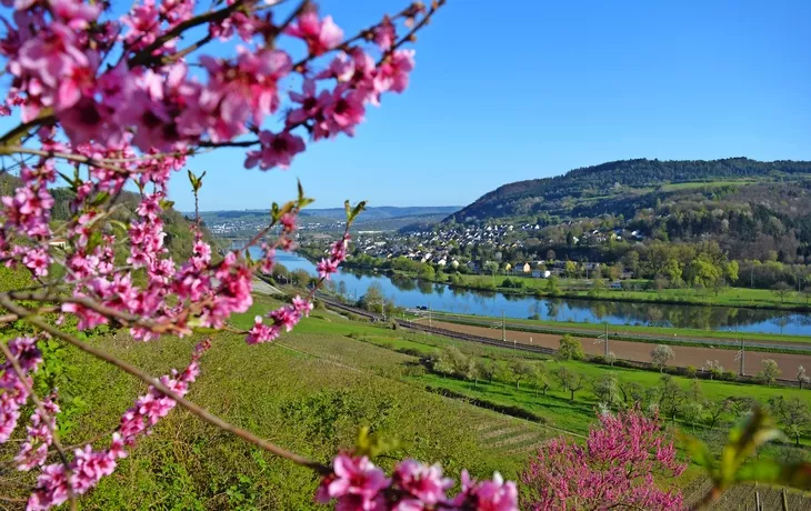 Mosel bei Wasserbillig - © Heinz&Brummel - stock.adobe.com