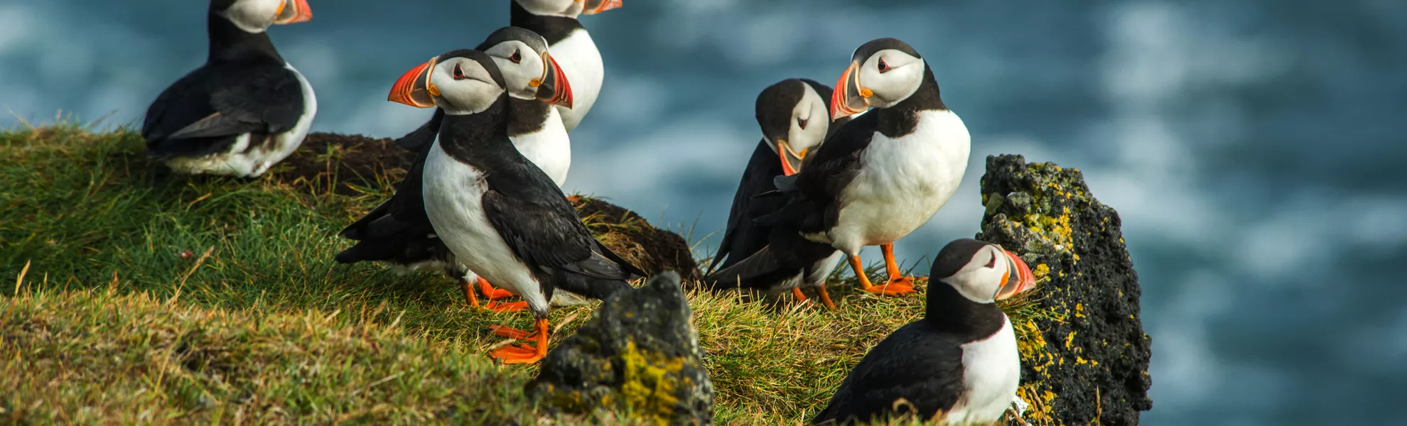 Papageientaucher an der Heimaey-Küste - © forcdan - stock.adobe.com
