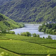 Mosel bei Traben-Trarbach