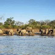 Elephant herd