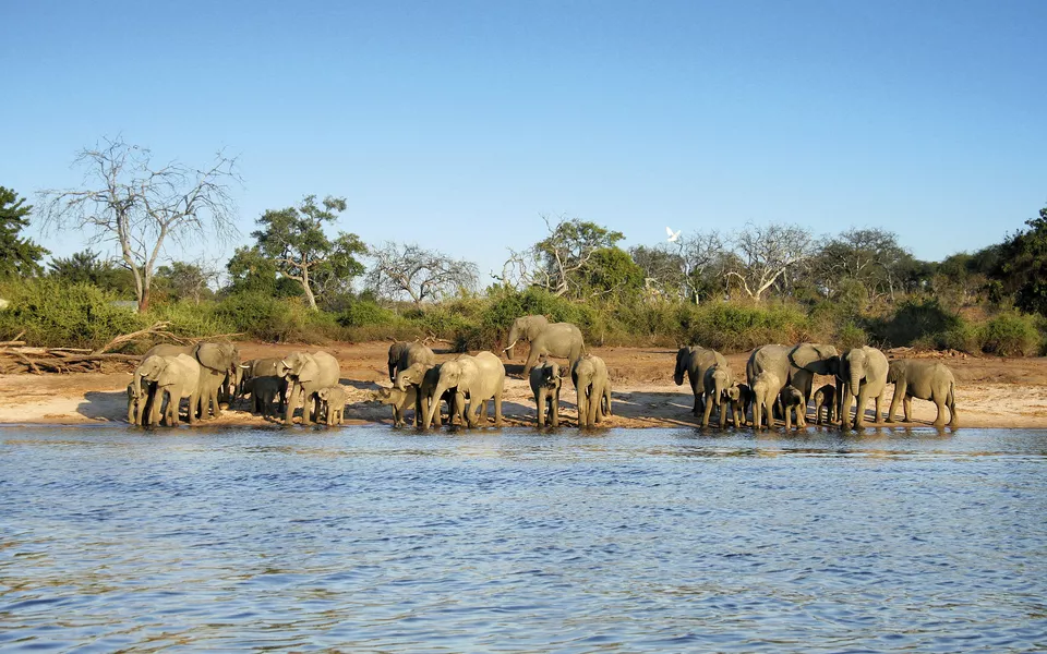 Elephant herd