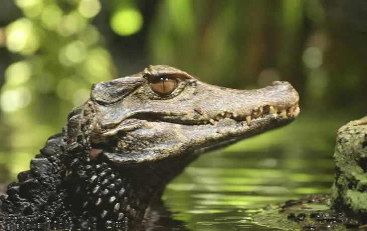 1000 Meilen auf dem Amazonas von Manaus nach Tabatinga
