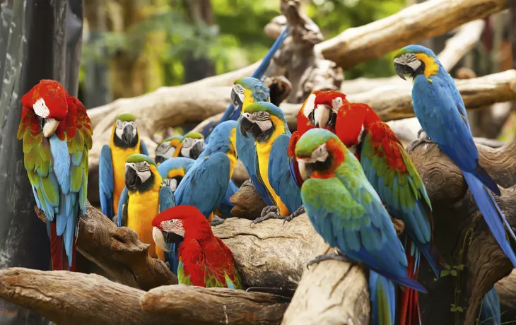 Papageien - © nattanan726 - Fotolia