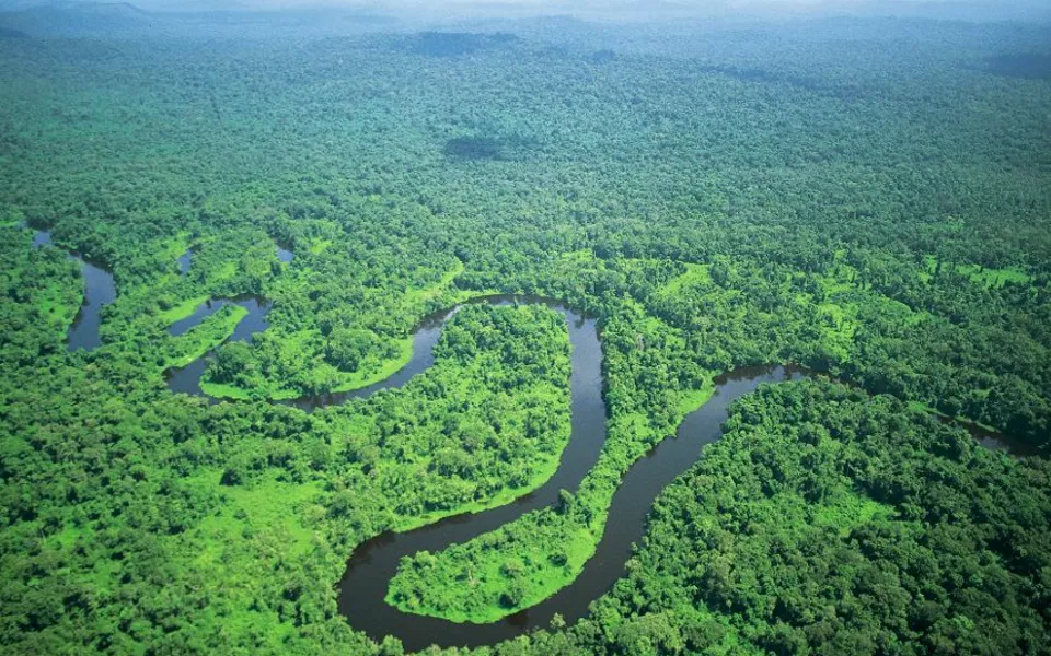 Amazonas Regenwald