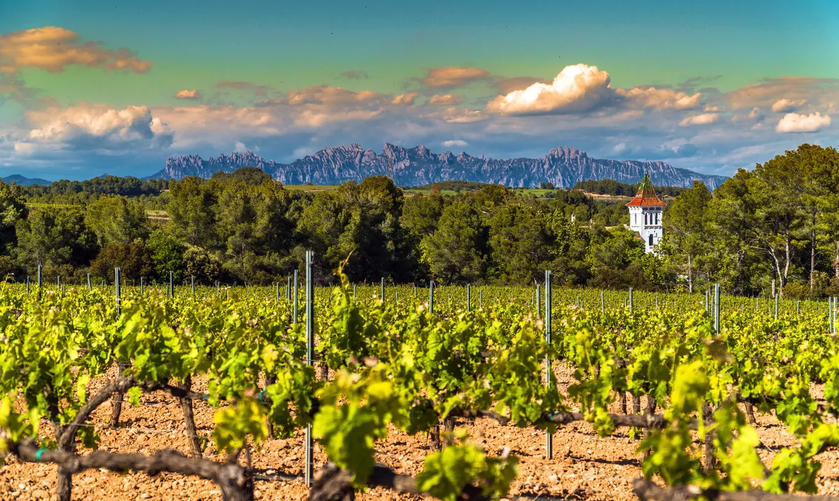 Weinberge in der Region Penedés mit der Montserrat-Bergkette - © Manel Vinuesa - stock.adobe.com