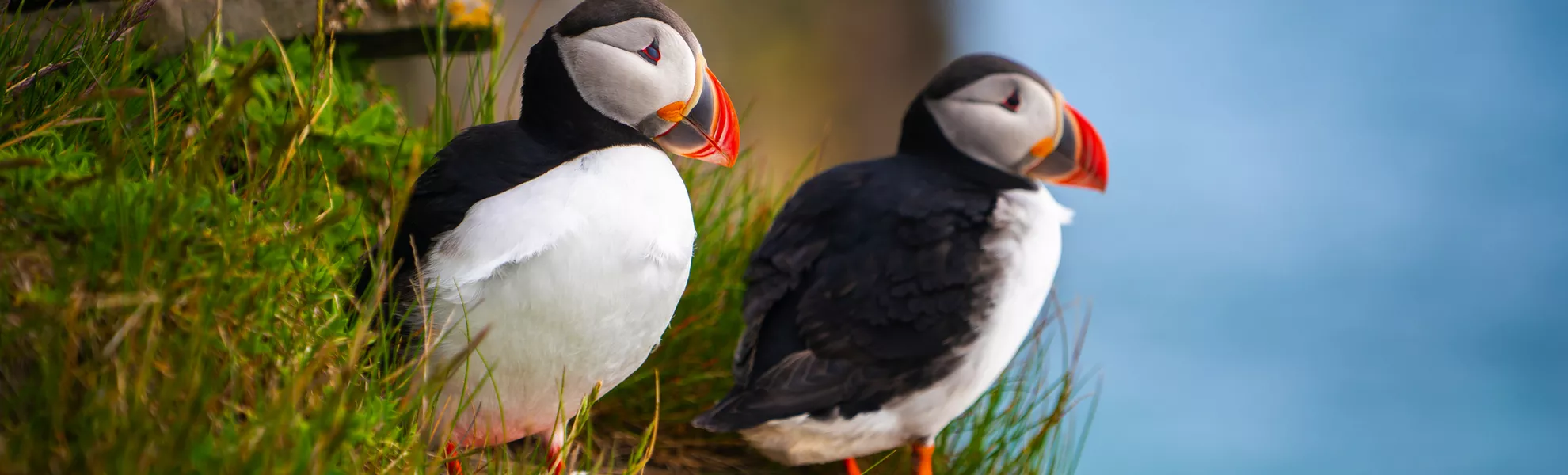 Papageitaucher - © Blue Planet Studio - stock.adobe.com