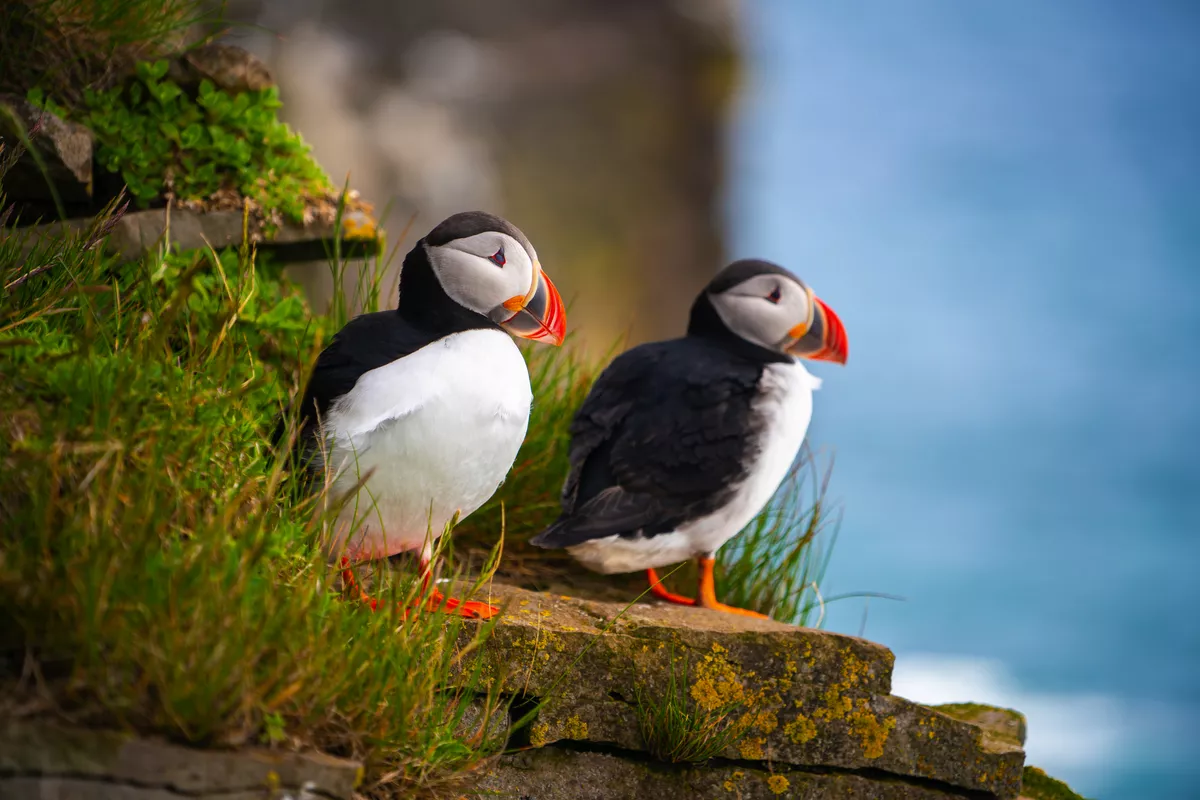 Papageitaucher - © Blue Planet Studio - stock.adobe.com