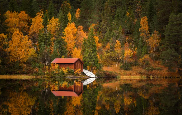 © Adrian - stock.adobe.com - herbstliches Waldgebiet Bymarka nahe Trondheim