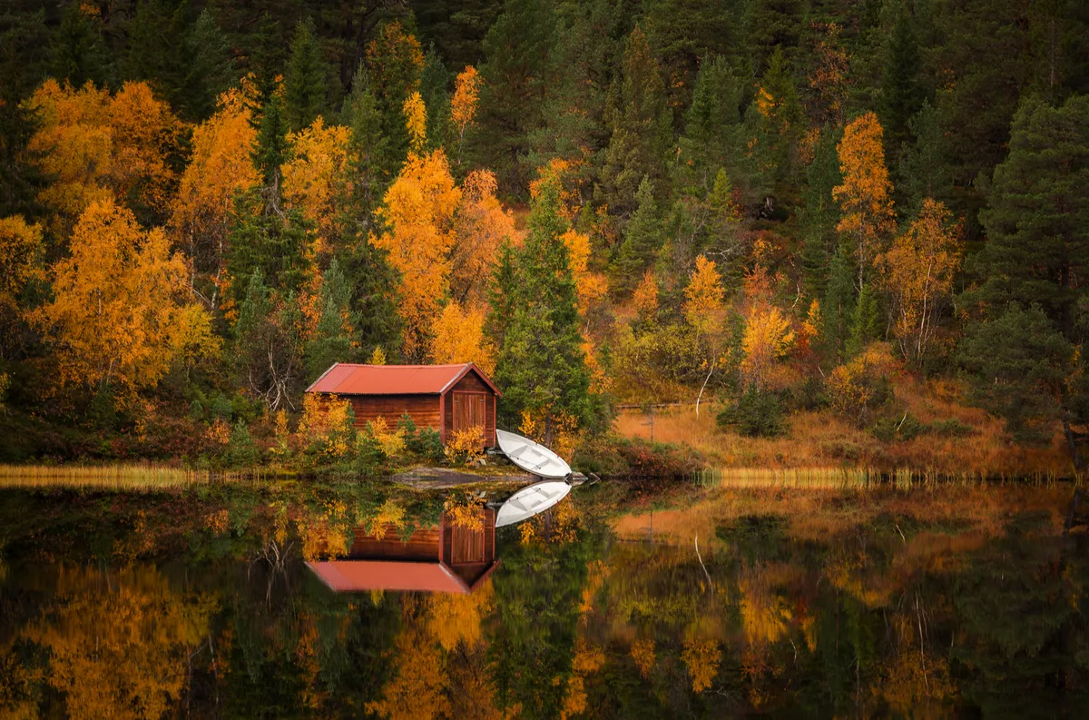 herbstliches Waldgebiet Bymarka nahe Trondheim - © Adrian - stock.adobe.com