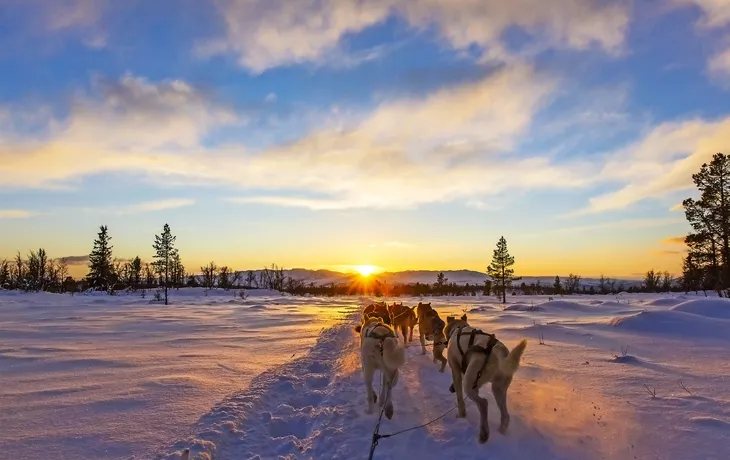 © kjekol - Fotolia - Hundeschlittentour