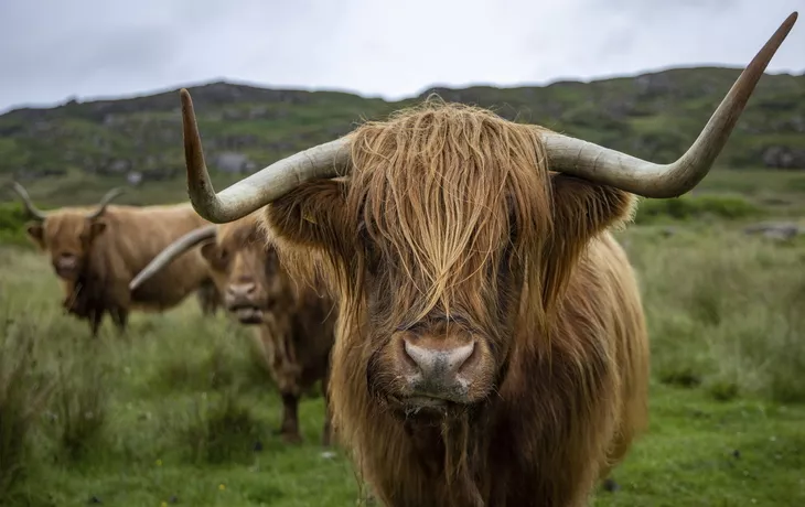 © Holger Leue / www.leue-photo.com - Schottisches Hochlandrind, Isle of Mull