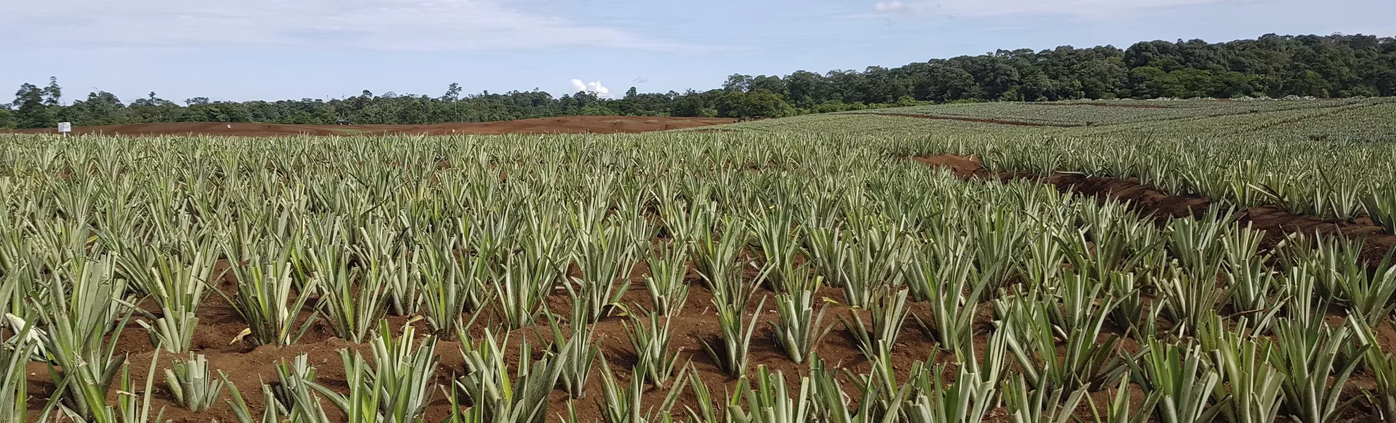 Ananas-Plantage Roswitha - © 