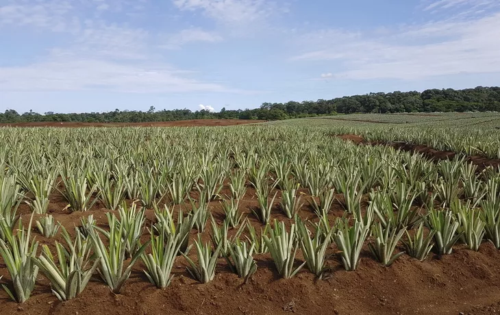 ©  - Ananas-Plantage Roswitha