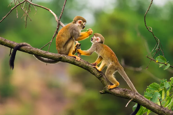 Totenkopfäffchen spielen auf einem Ast - © Nick Fox - stock.adobe.com
