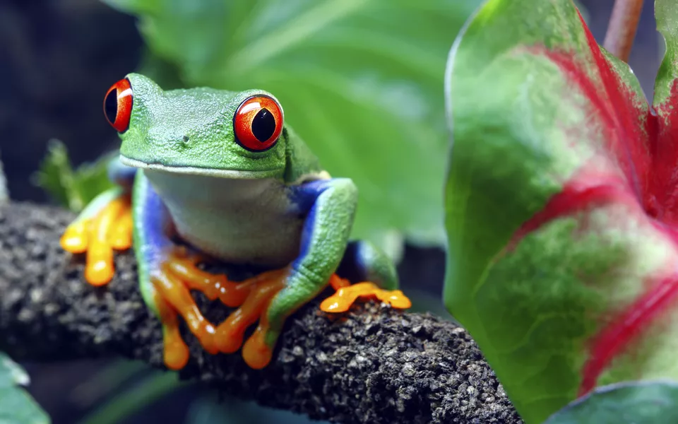Rotaugen-Laubfrosch - © macropixel - stock.adobe.com