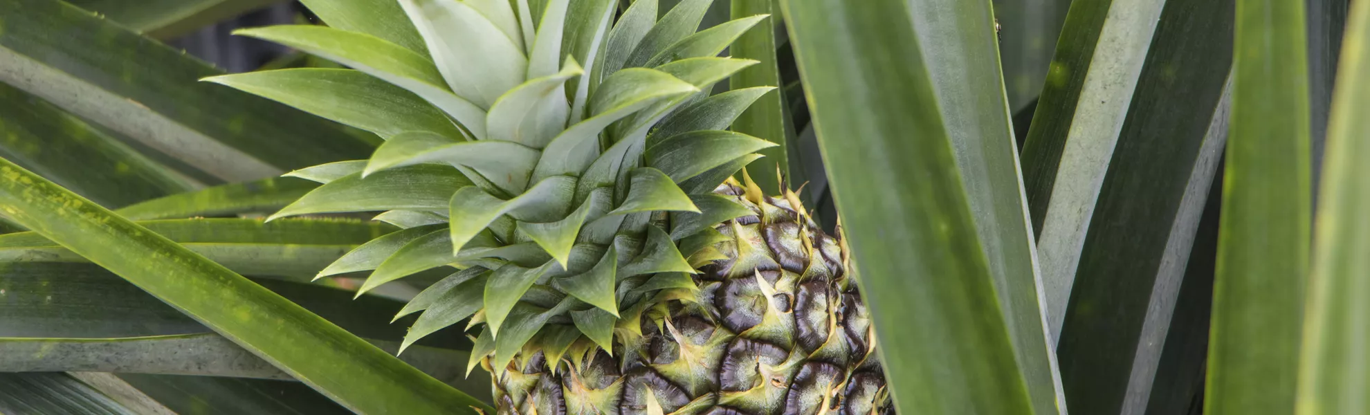 Ananas - © josephsjacobs - stock.adobe.com