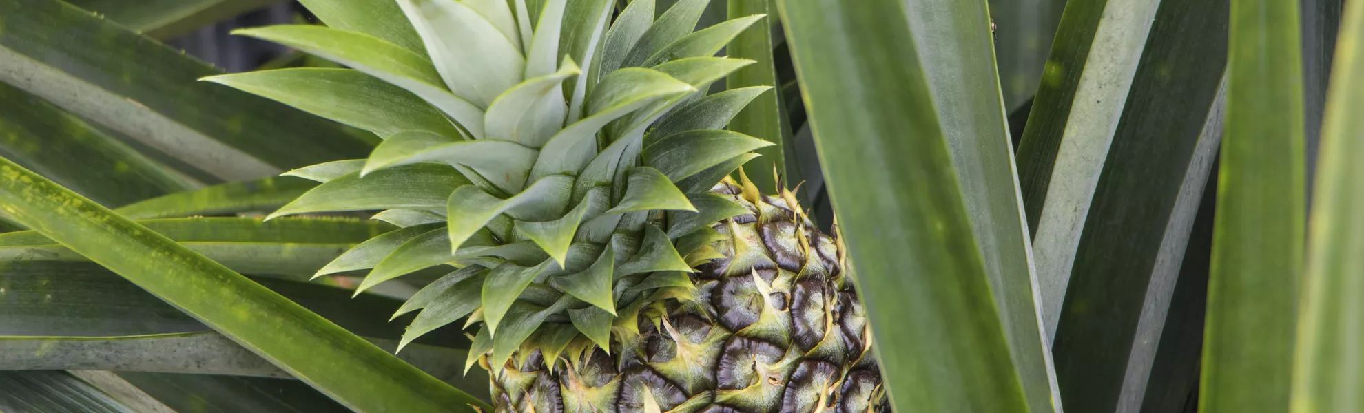 Ananas - © josephsjacobs - stock.adobe.com
