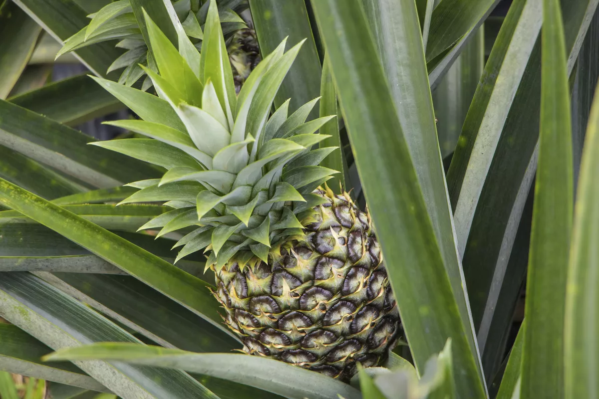 Ananas - © josephsjacobs - stock.adobe.com