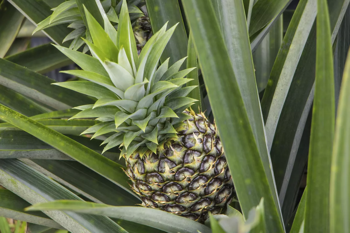 Ananas - © josephsjacobs - stock.adobe.com
