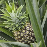 Ananas