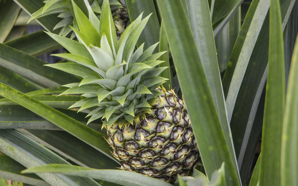 Ananas