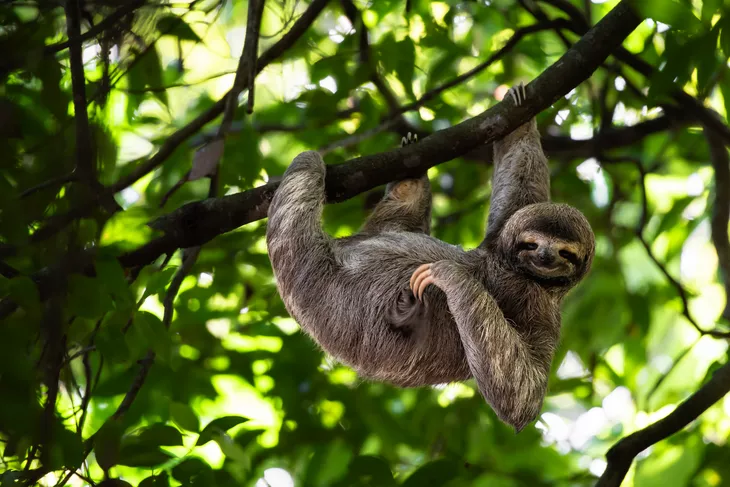 Faultier in Costa Rica - © Lukas - stock.adobe.com