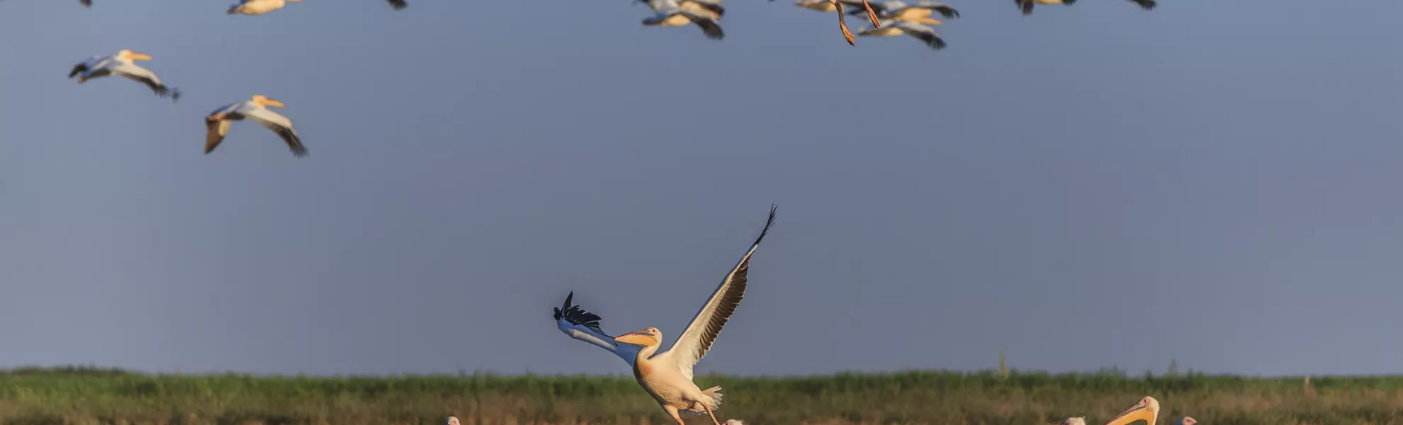 Weisse Pelikane, Donaudelta - © porojnicu - Fotolia