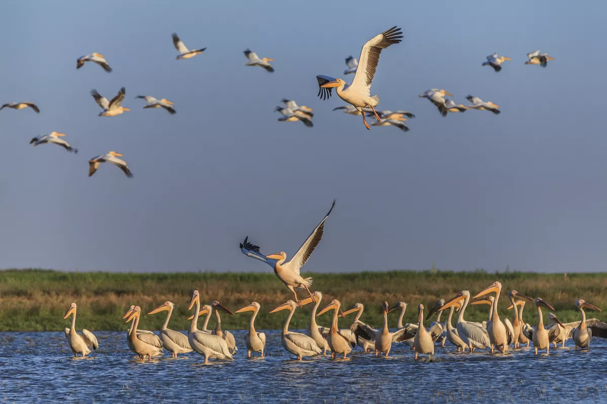 Weisse Pelikane, Donaudelta - © porojnicu - Fotolia
