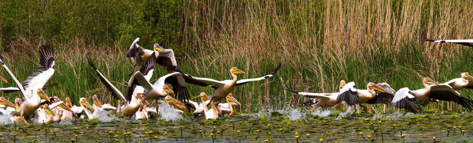 Pelikane im Donaudelta - © Gerhard - stock.adobe.com