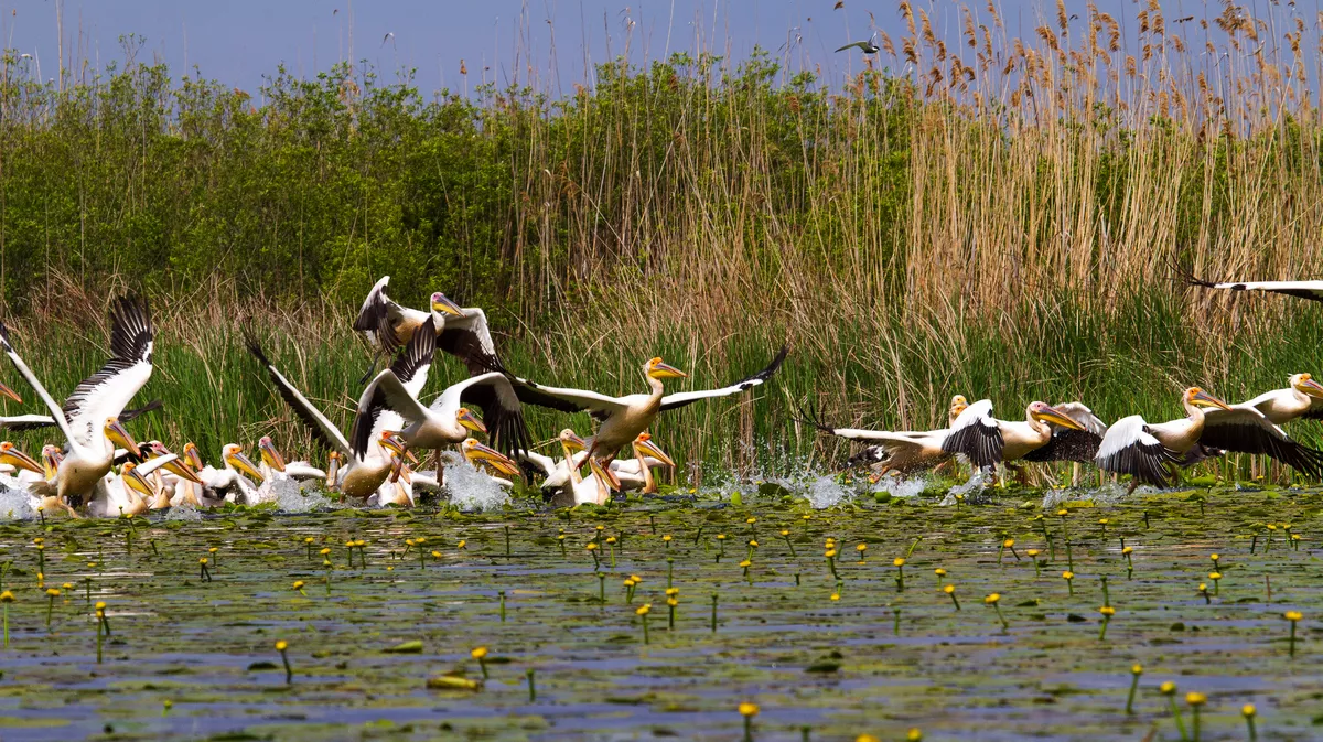 Pelikane im Donaudelta - © Gerhard - stock.adobe.com