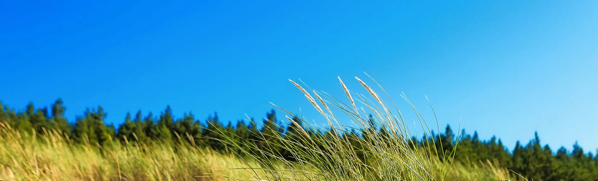 Dünen in Swindemünde, Polen - © arsdigital - Fotolia