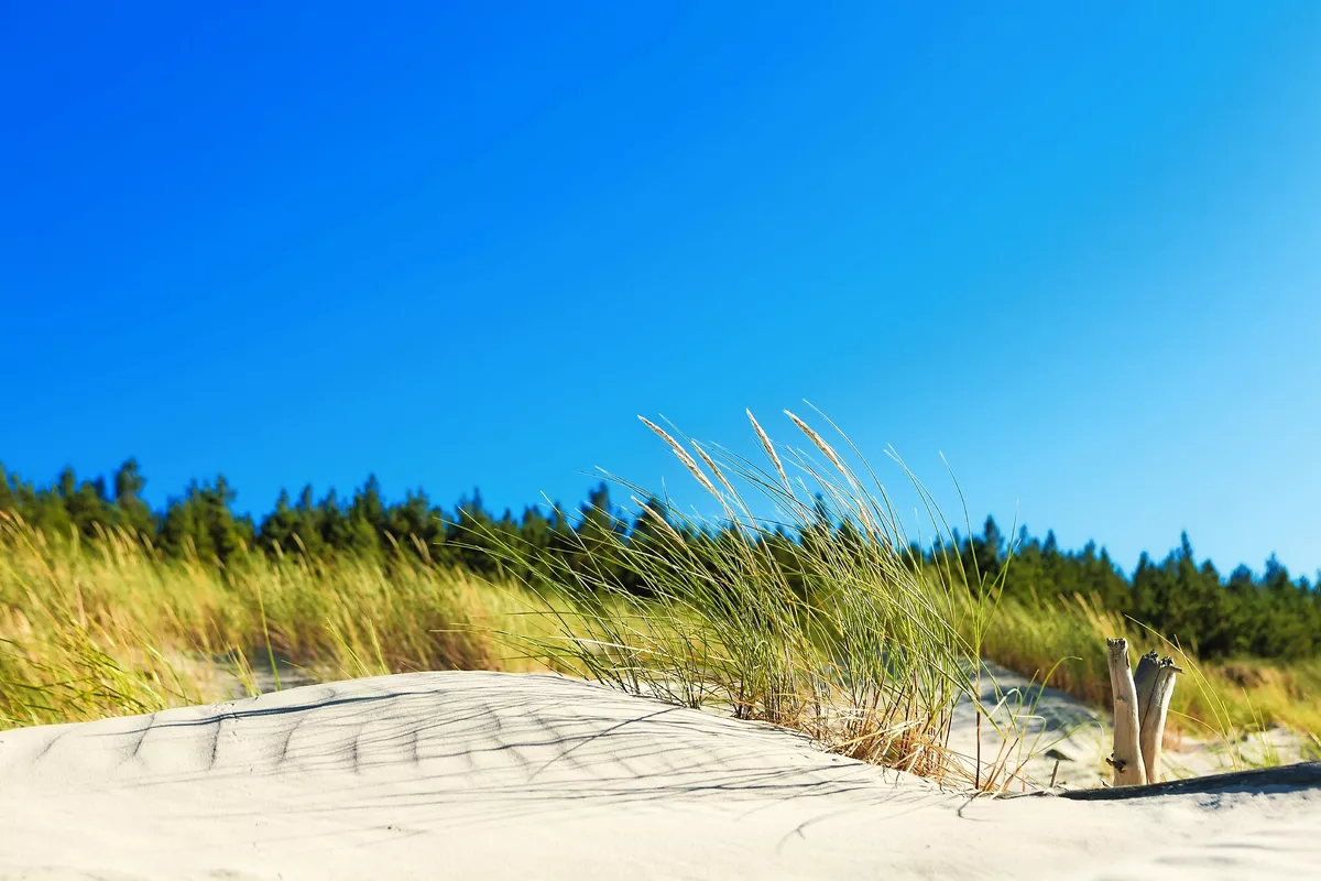 Dünen in Swindemünde, Polen - © arsdigital - Fotolia