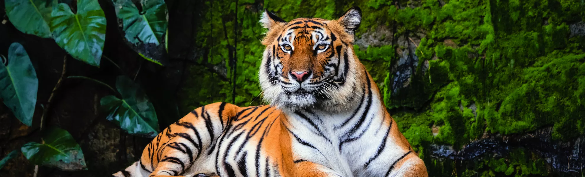 Königstiger - © Akkharat J. - stock.adobe.com