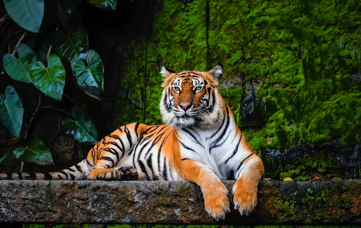 Königstiger - © Akkharat J. - stock.adobe.com