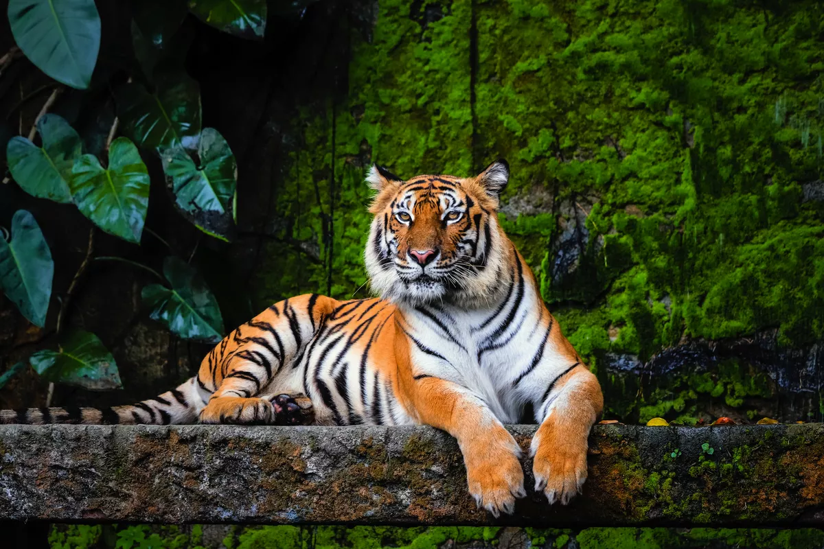 Königstiger - © Akkharat J. - stock.adobe.com