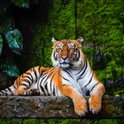 Königstiger