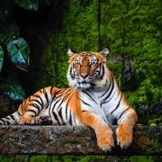 Königstiger