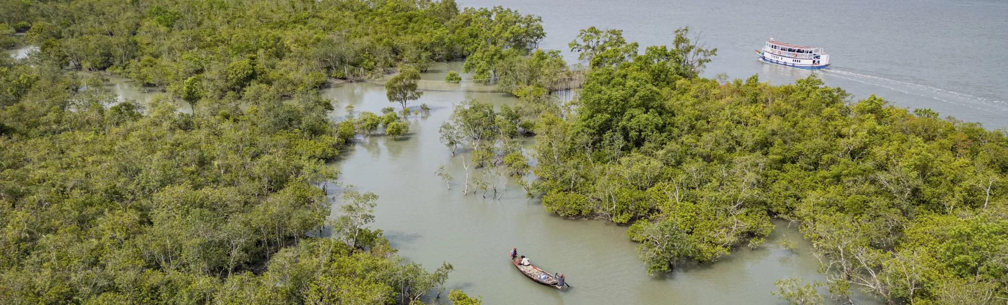 Mangroven in den Sundarbans