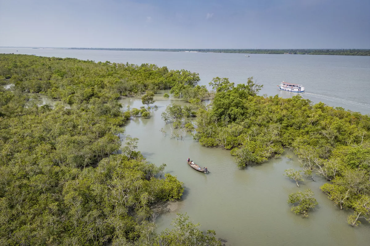 Mangroven in den Sundarbans