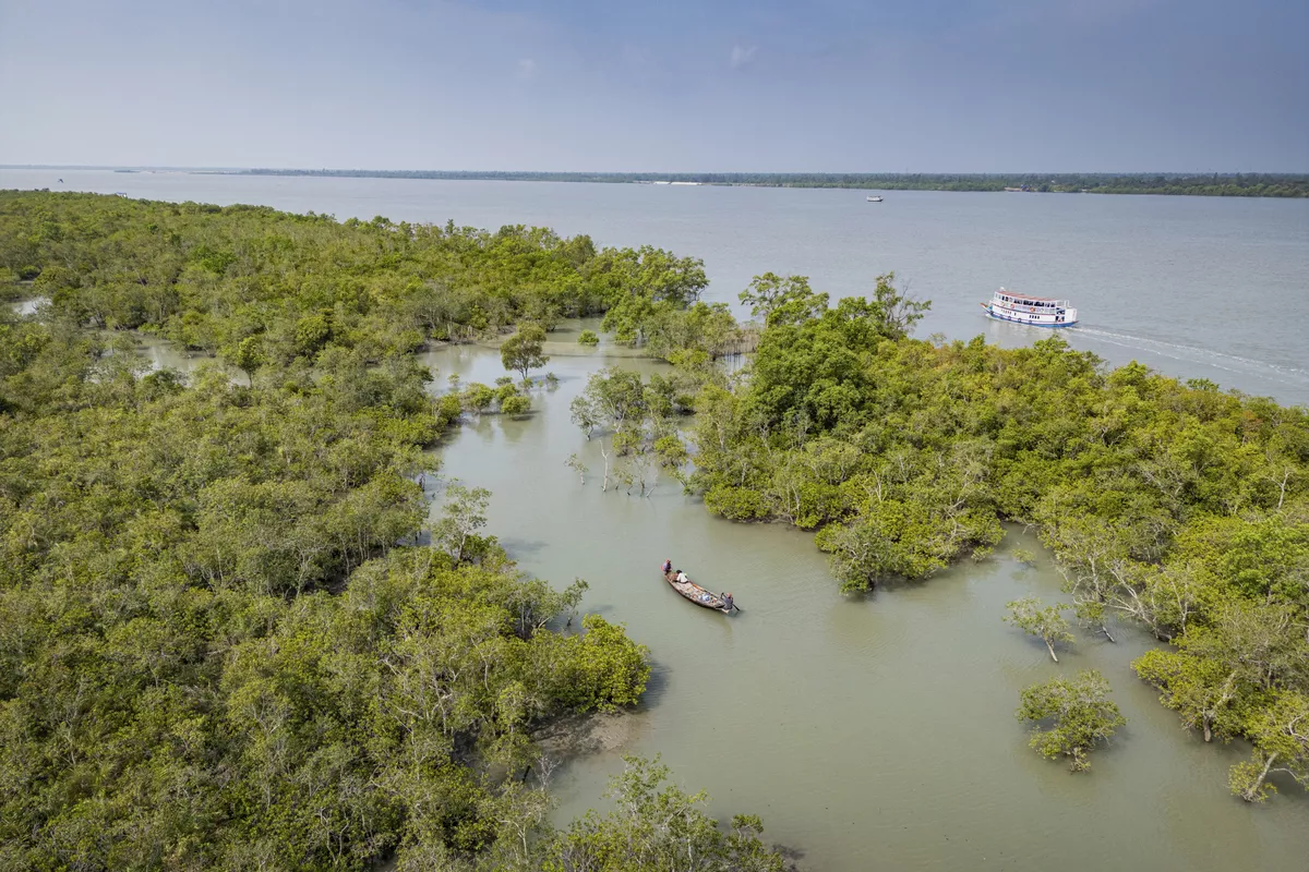 Mangroven in den Sundarbans