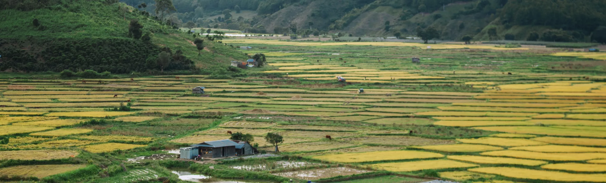 Reisfelder, Duong Lam