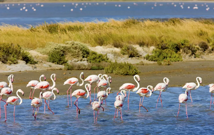 © Richard Semik - stock.adobe.com - Flamingos in der Camargue