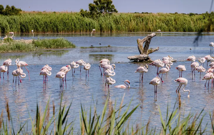 © Gerald Villena - stock.adobe.com - Flamingos in der Camargue