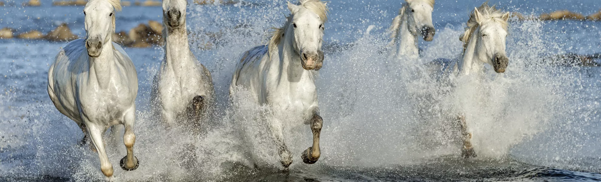 Weisse Wildpferde in der Camargue - © shutterstock_295417121