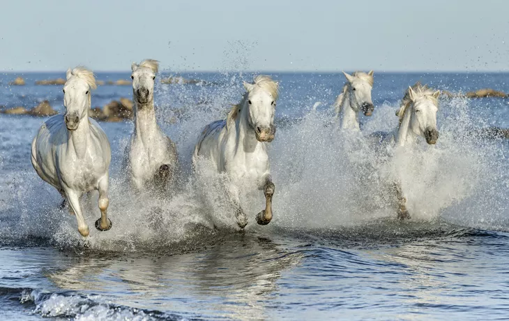 © shutterstock_295417121 - Weisse Wildpferde in der Camargue